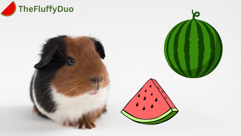 Can Guinea Pigs Eat Watermelon?