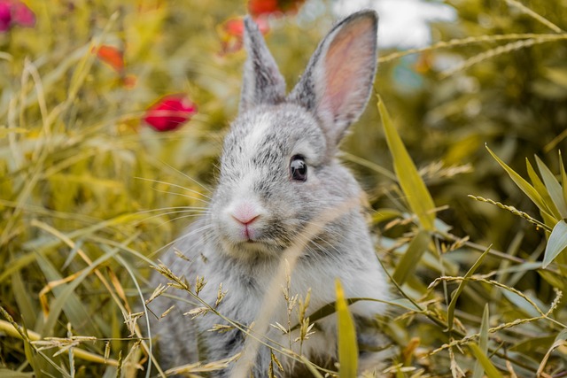 Best Feed for Rabbits: A Fluffy Guide