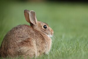 Can a Bunny Eat Cucumbers?