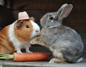 Can Guinea Pigs Live with Rabbits? | A Fluffy Guide