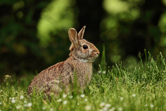 Can Rabbits Eat Romaine Lettuce?