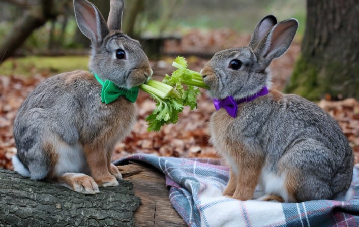 Can Rabbits Eat Celery? |Facts & Myths