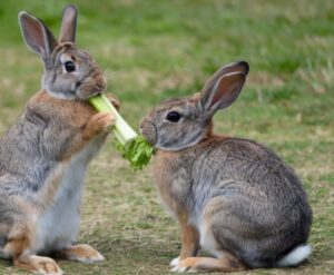 Can Rabbits Eat Celery? |Facts & Myths