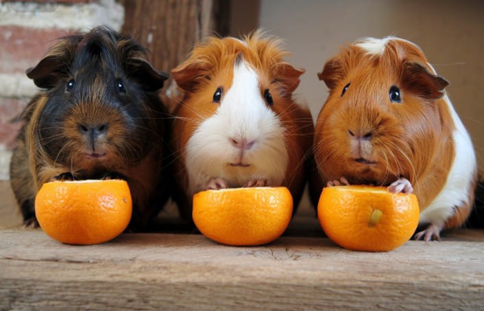 Can Guinea Pigs Eat Oranges? A Blazing Treat or a Sharp Goof?