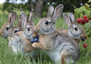 Can Rabbits Eat Blackberries and Raspberries? |A Fluffy Guide