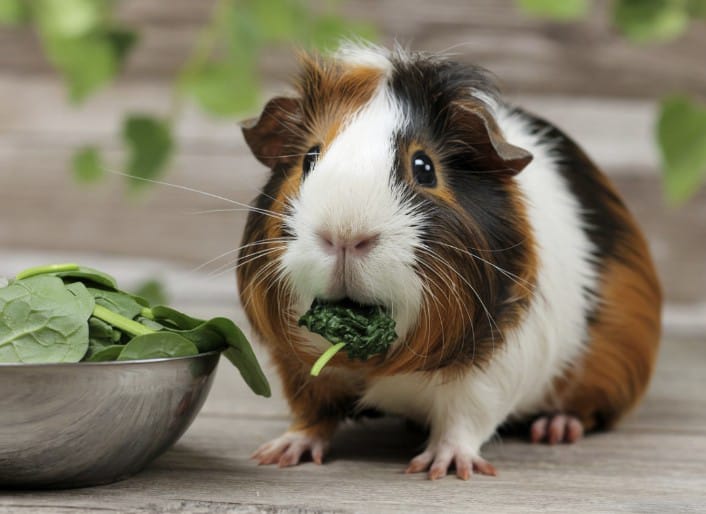 Can Guinea Pigs Eat Spinach?