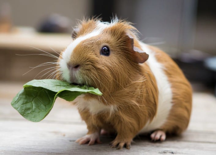 Can Guinea Pigs Eat Spinach?